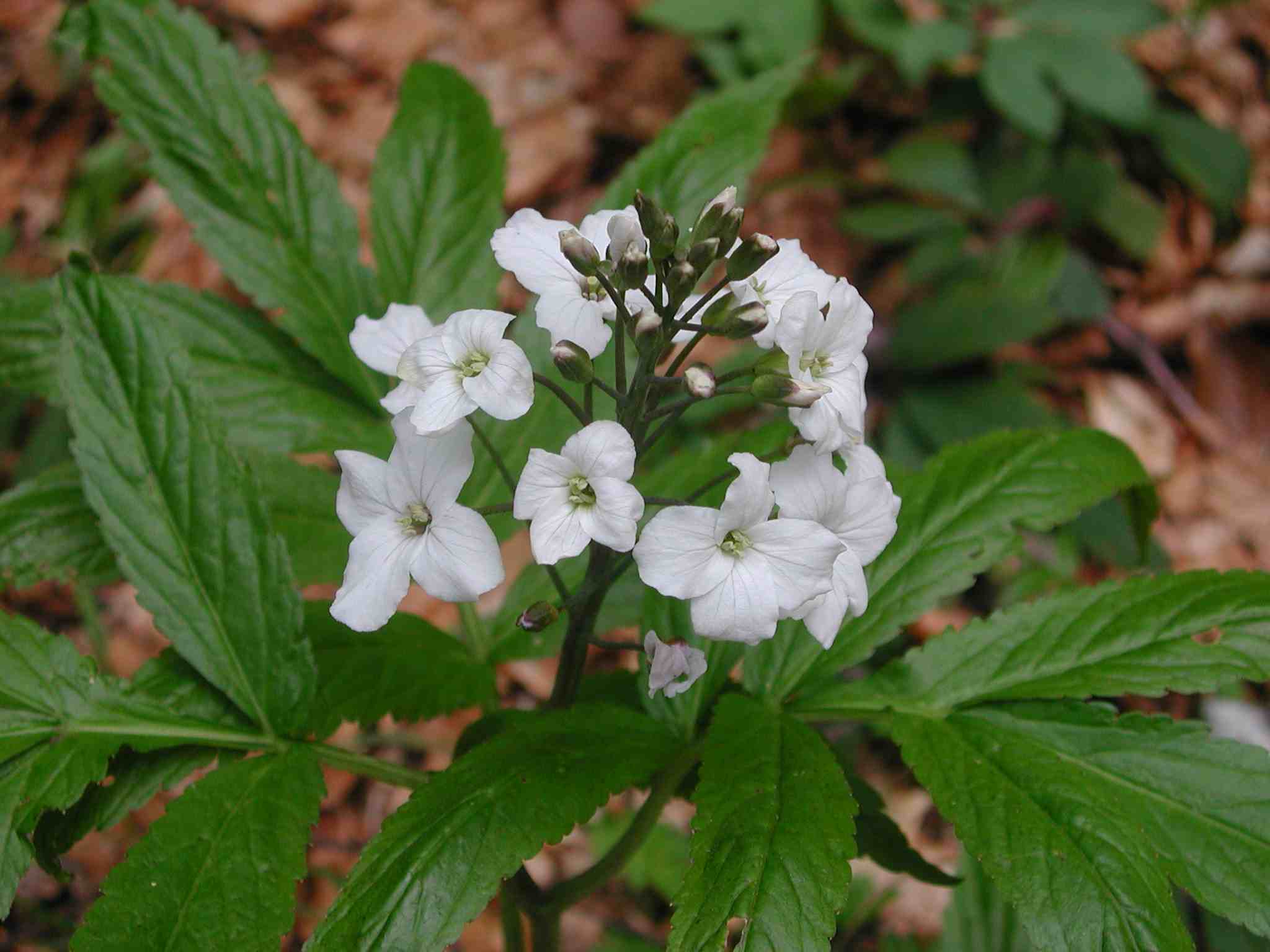 Cardamine heptaphylla / Dentaria pennata